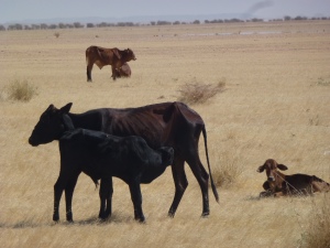 A small herd of cows along the way